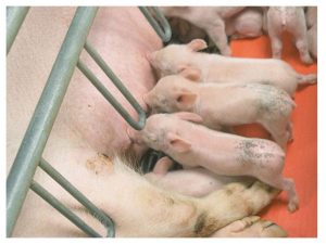 pigs nursing on a heating pad