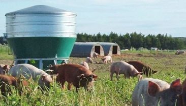 hog feeder and pigs in a pasture