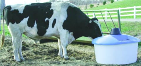 cow using a large lick tank