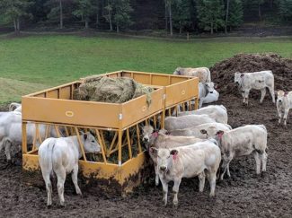 Cattle eating from two hay feeders