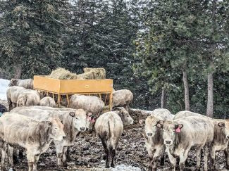 Cattle eating in the snow from a large hay feeder