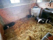 pigs with a hog waterer