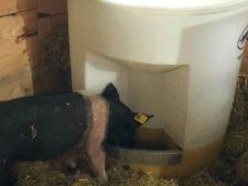 pig drinking from hog waterer