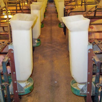 a large hog using a sow feeder in a pen