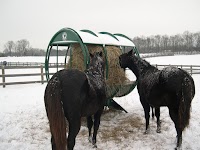 horses eating from the covered hay feeder in the snow