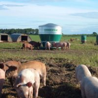 pigs in a field eating from a hog feeder