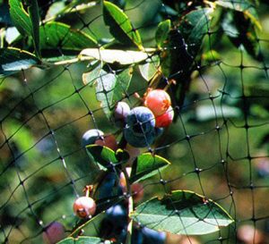 a bird net covering blueberries outdoors