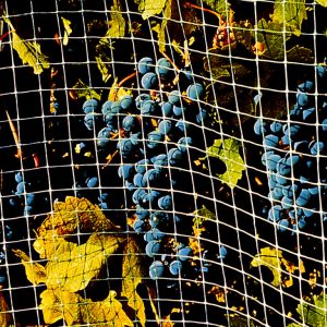 Bird Spikes on ledge protecting grapes