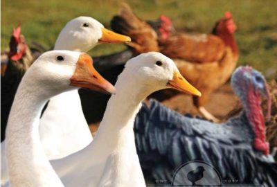 a mix of poultry bird including geese and ducks