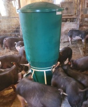 large pig feeder surrounded by pigs