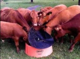 cows around a mineral feeder
