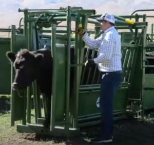 cow leaving a squeeze chute