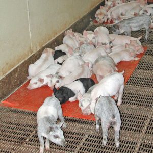 Nursery Heat Mat with Piglets Resting