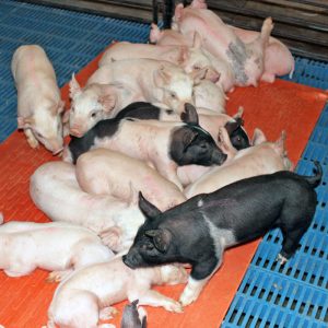 Pig Resting on Nursery Heat Mat