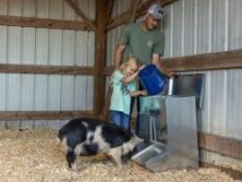 little girl filling a pig feeder in a barn