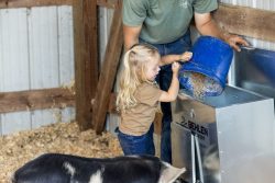 small girl using a bucket to fill a pig feeder