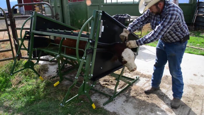 Powder River Calf Table on its side Calf Table on its side