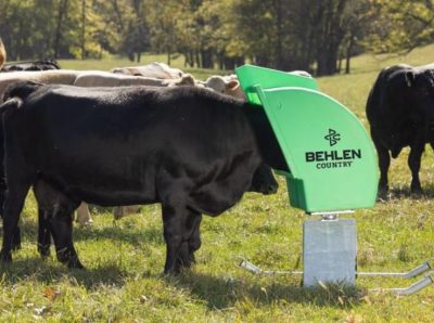 Cow Using Upright Mineral Feeder