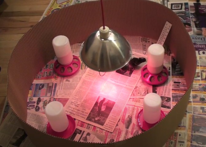 Chick in starter kit environment