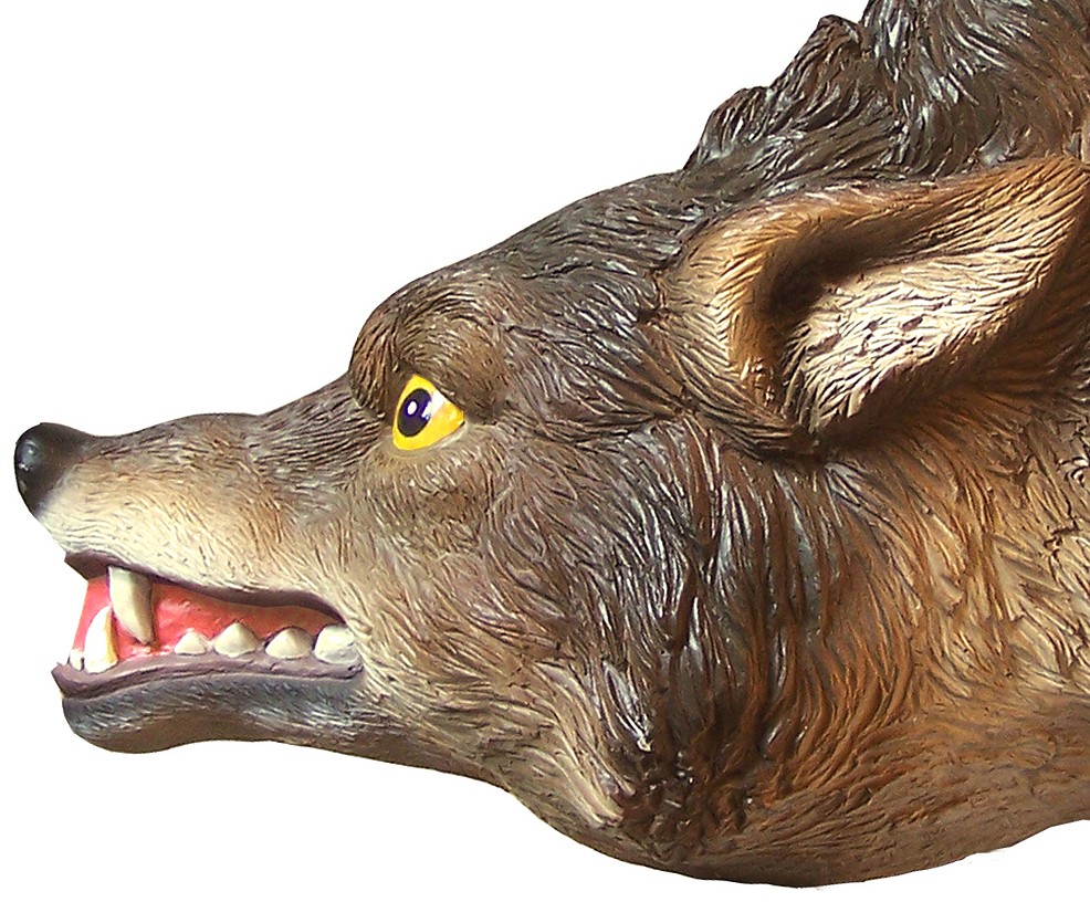 Coyote face close up